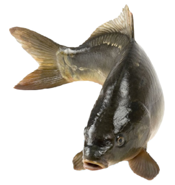 karp2